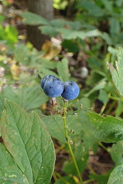 Blue Cohosh Berries