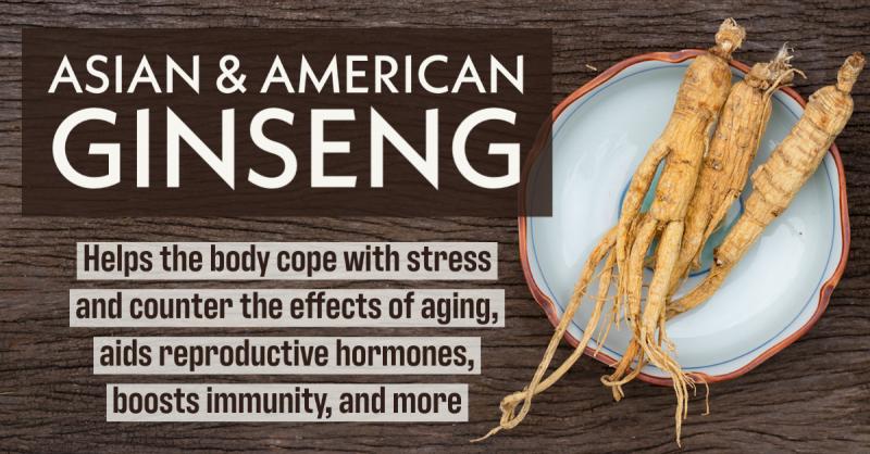 Asian and American Ginseng