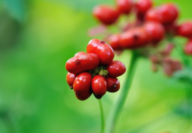 Ginseng fruits