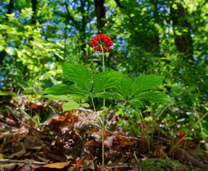 Ginseng Plant