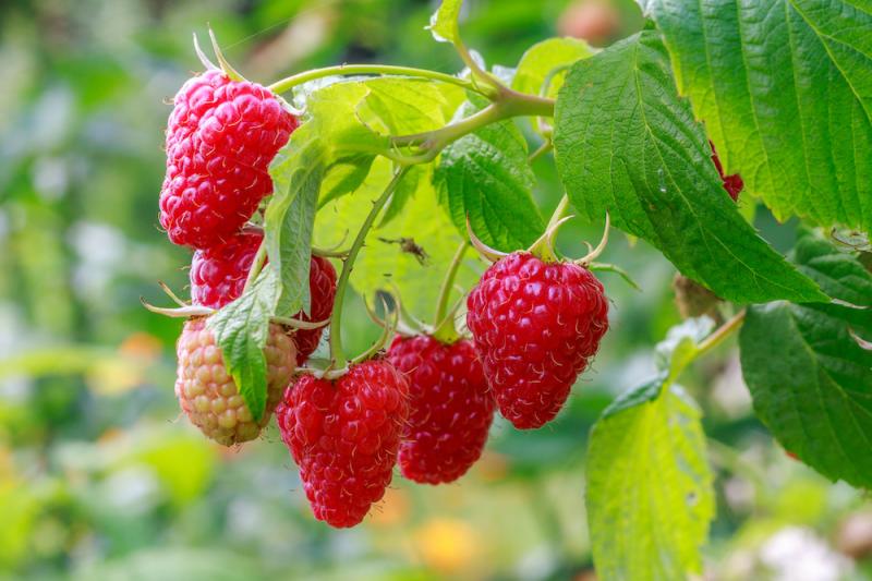 Red raspberries fruit and leaves