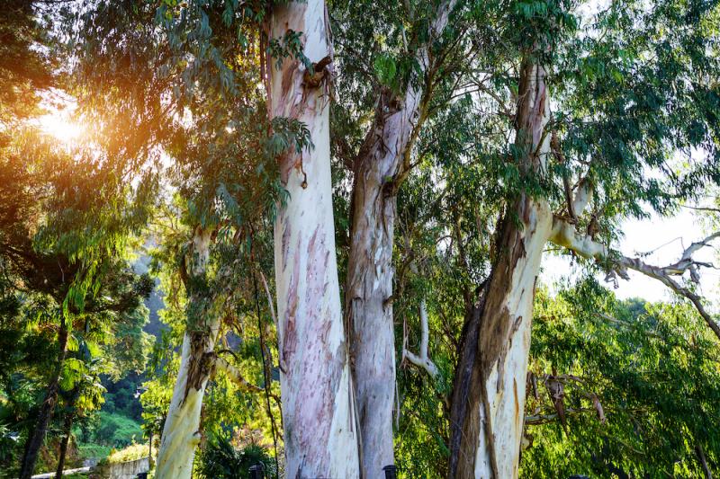 Eucalyptus trees