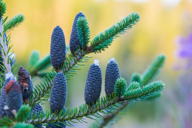 Balsam fir, A. balsamen