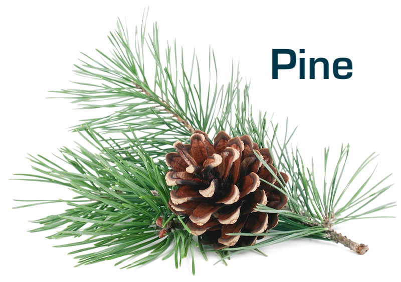 Pine