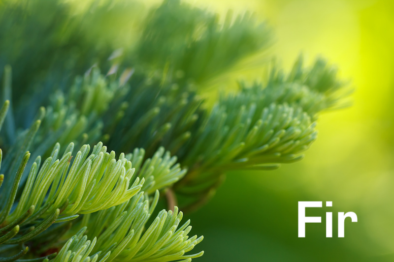 Fir tree needles