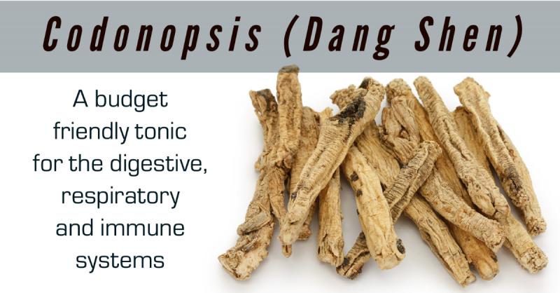 Codonopsis (Dang Shen): A budget friendly tonic for the digestive, respiratory and immune systems