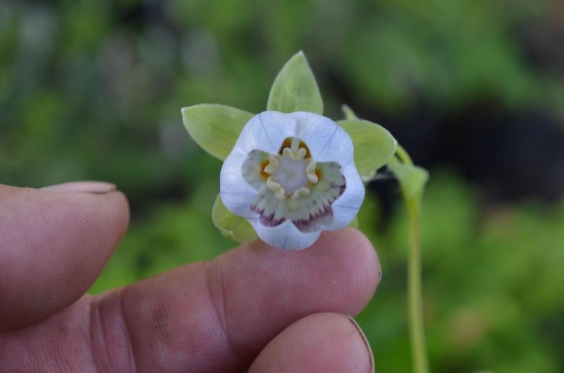 Codonopsis flower