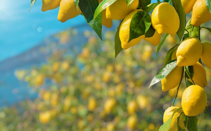 Lemons on tree