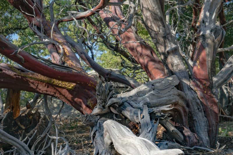 manzanita branches web