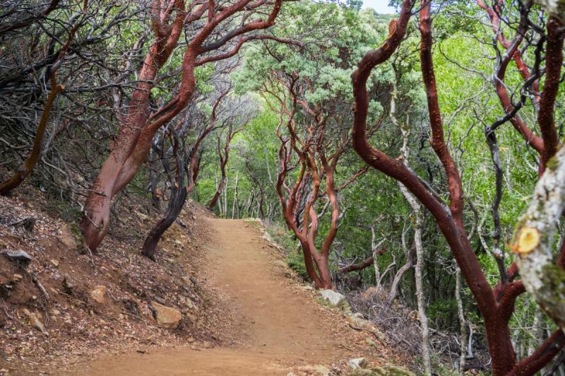 manzanita trees