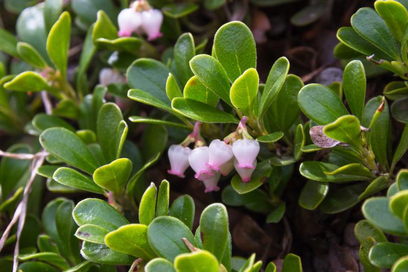 uva ursi flowers