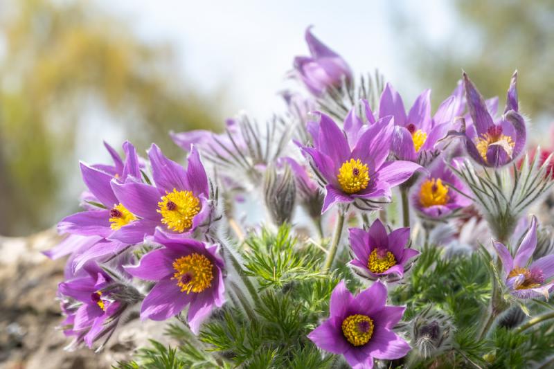 Pulsatilla vulgaris flowers