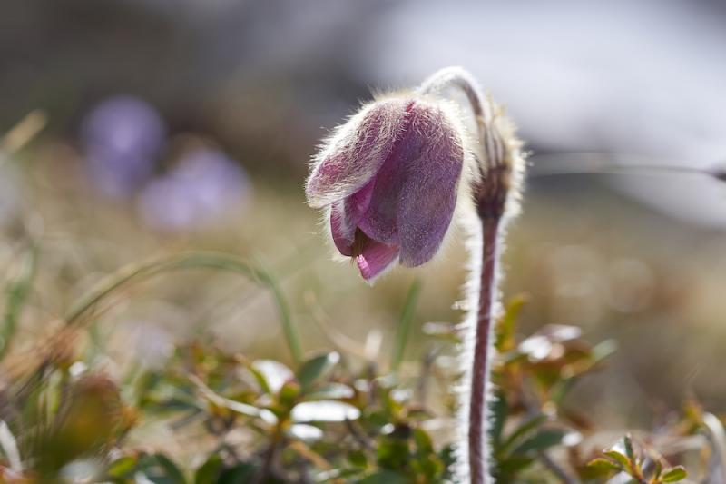 Pulsatilla vulgaris