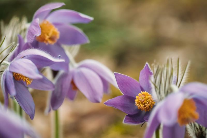 Pulstatilla flowers