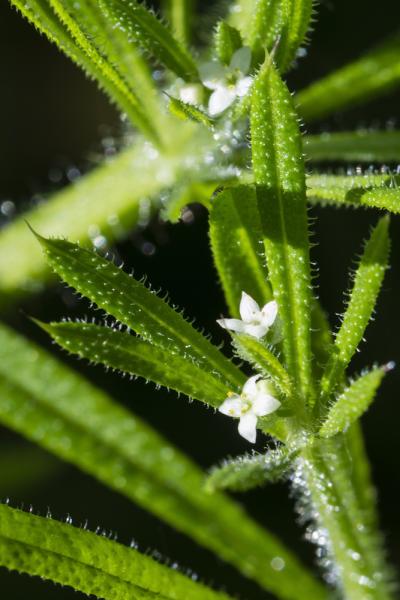 Cleavers vertical closeup