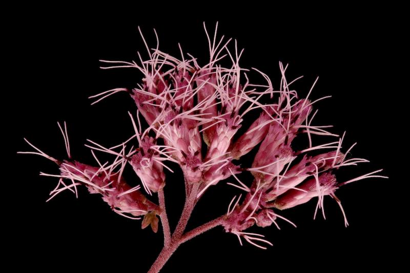 Gravel Root Flowers close