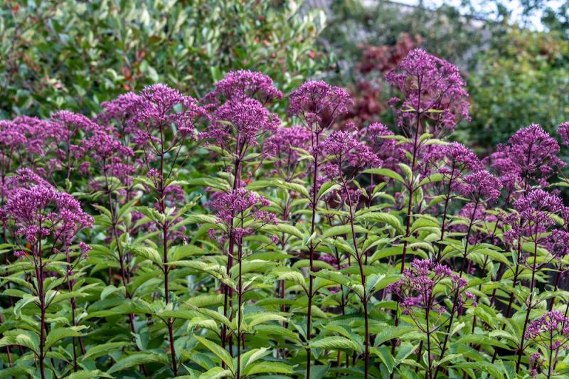 Gravel Root Plants Blooming