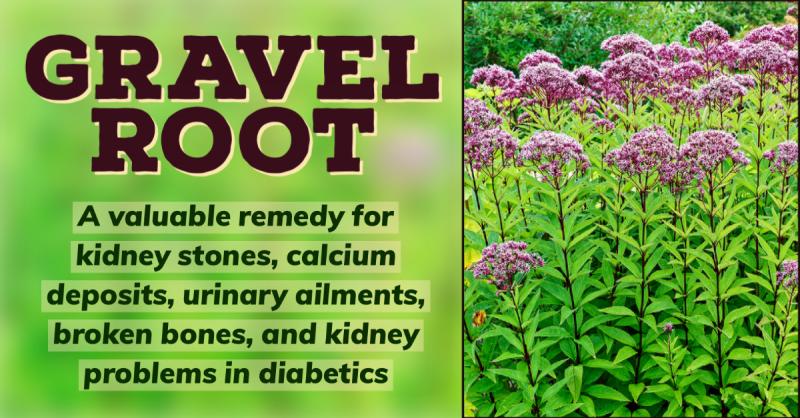 Gravel Root: A valuable remedy for the kidneys joints and digestion