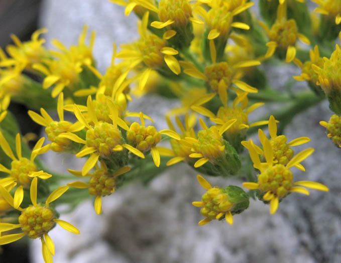 Goldenrod Flower Closeup