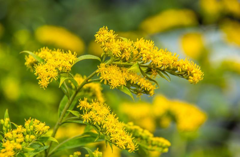 Goldenrod flowers