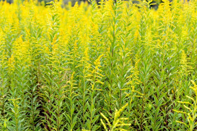 Goldenrod plants