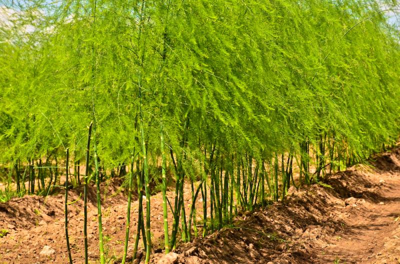 Asparagus Plants