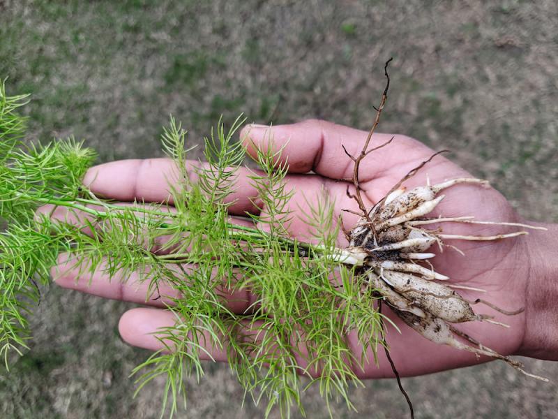 Shatavaria Roots Plant in Hand