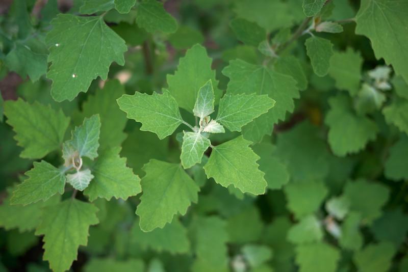 Lambs Quarters/Pigweed leaves