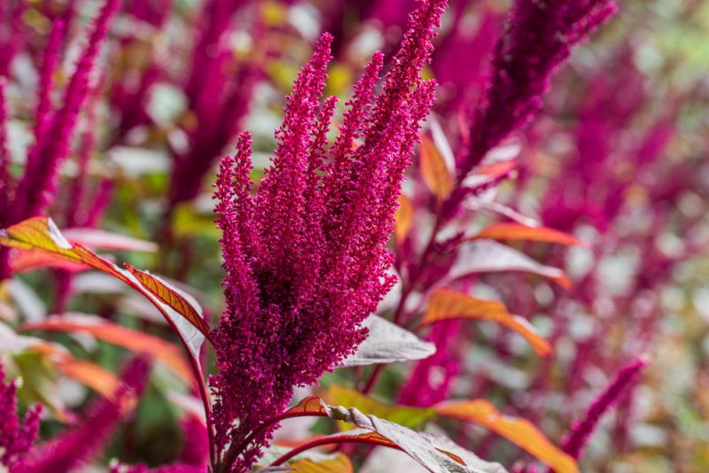 Mexican amaranth, Amaranthus cruentus