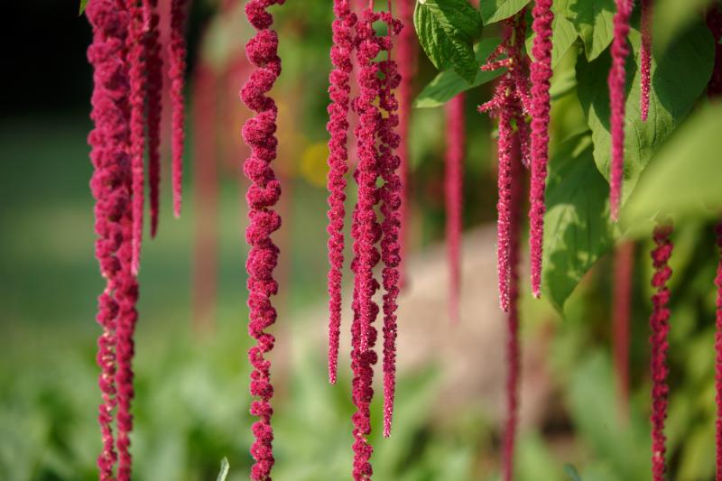 Love-Lies-Bleeding