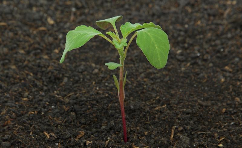 Redroot Pigweed Young Plant