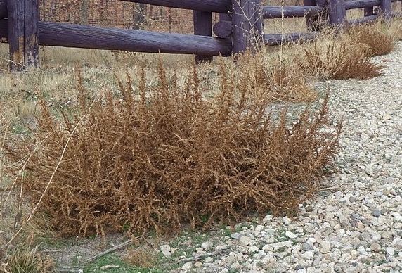 Tumble Pigweed, Matt Lavin, CC BY-SA 2.0 via Wikimedia Commons