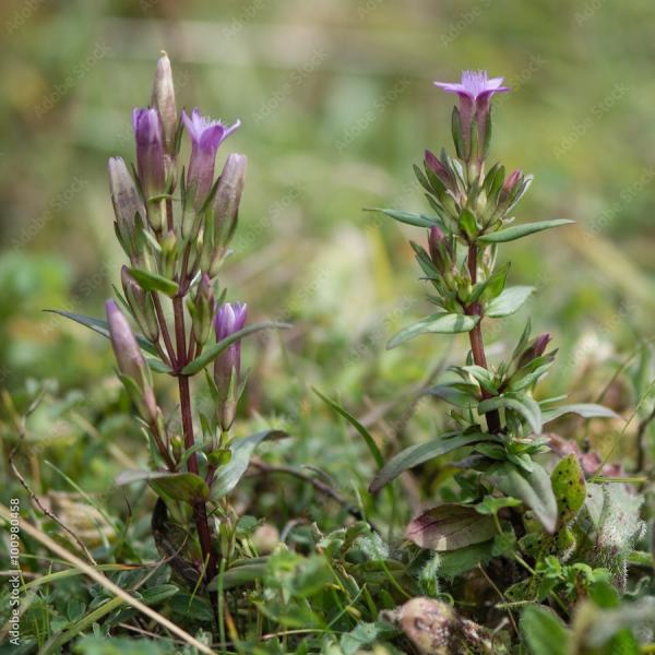 Gentiana amarella