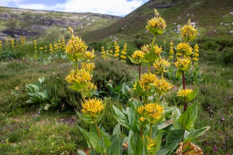 Gentiana lutea Plants