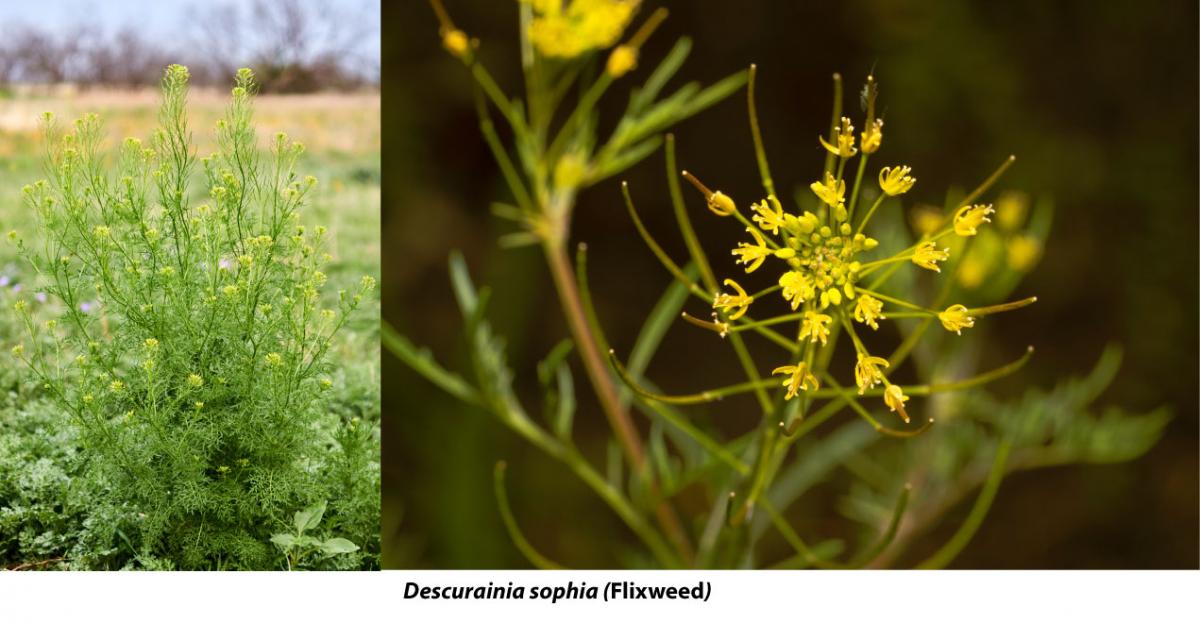 Flixweed Examples