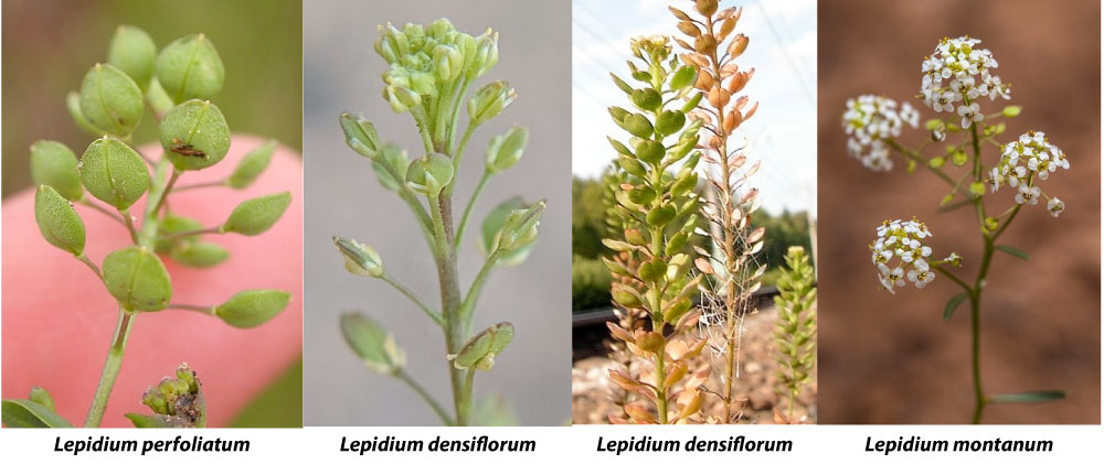 Peppergrass Examples