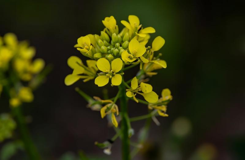 Wild Spring Mustards