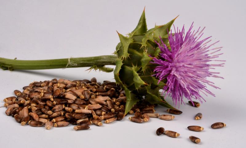 Milk Thistle Flower Seeds