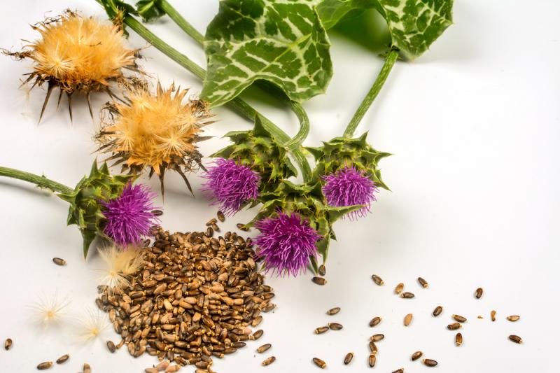 Milk Thistle Leaves Seeds Flowers