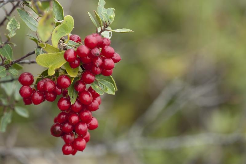 Sarsaparilla berries