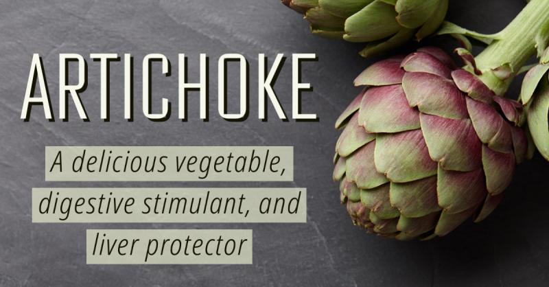 Artichoke: A delicious vegetable, digestive stimulant, and liver protector