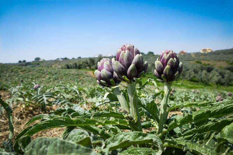 Artichoke Field