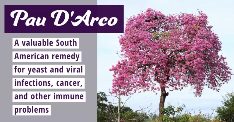 Pau D'Arco: A valuable South American remedy for yeast and viral infections, cancer, and other immune problems