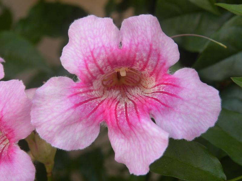 Pau D'Arco Flower Closeup