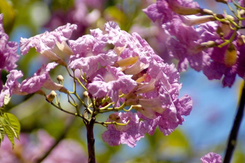 Pau D'Arco flowers