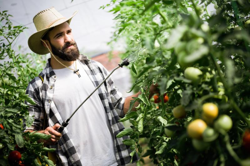 Spraying Tomatoes