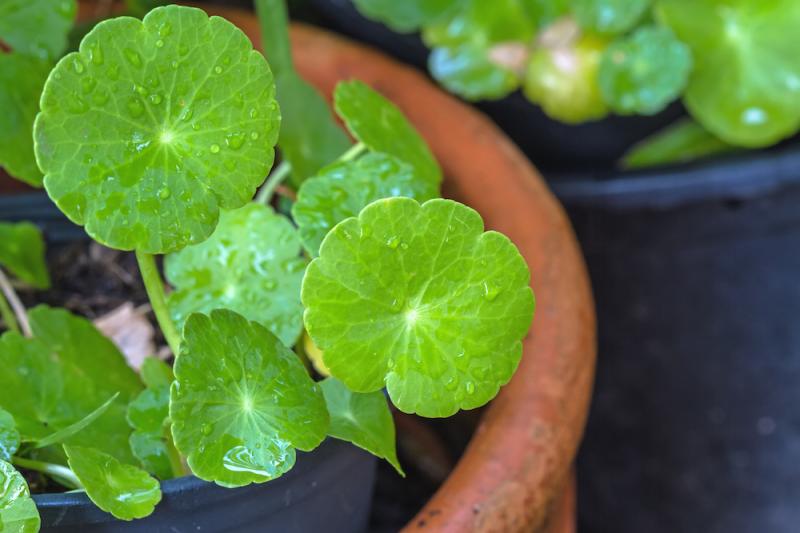 gotu kola plant