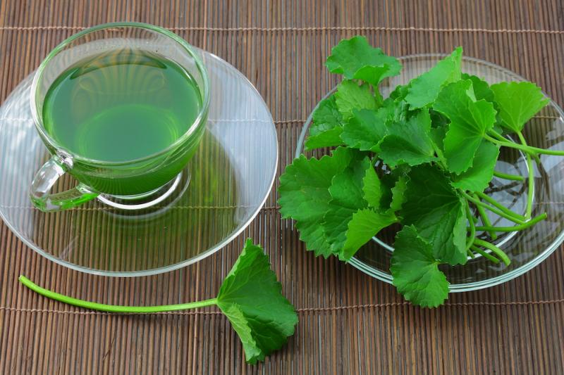 gotu kola tea