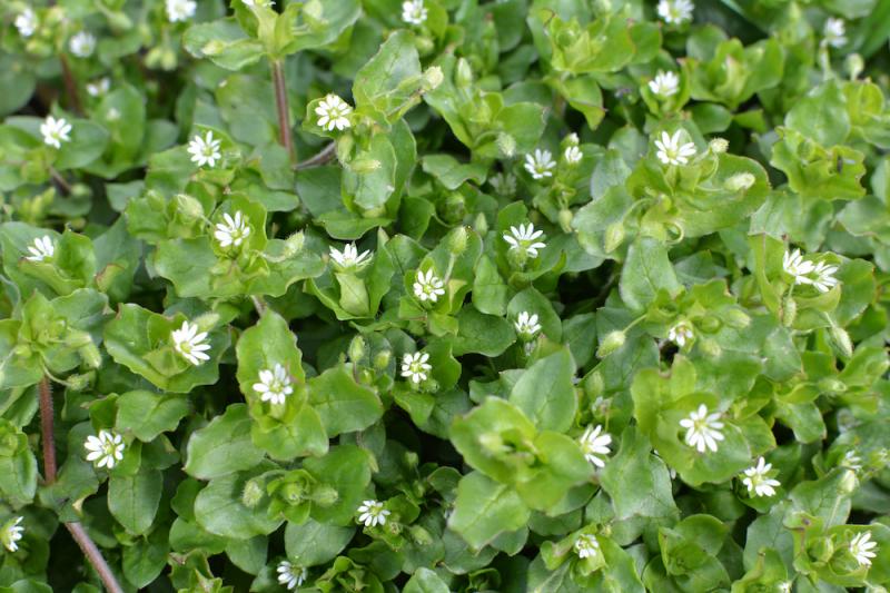 Chickweed Plants