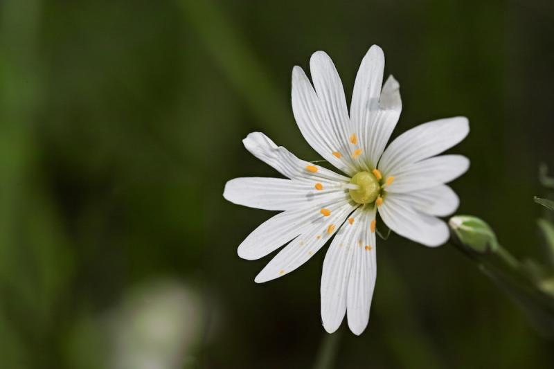 Chickweed flower